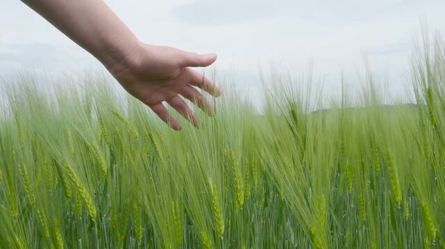 Woman gently touching green wheat spikes in windy summer field video