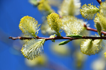 Fototapeta premium A willow in bloom in the spring, Sainte-Apolline, Québec, Canada
