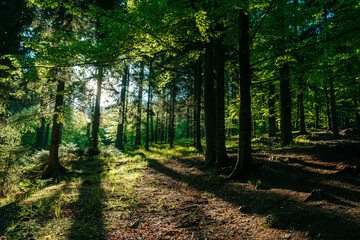 Fototapeta premium Forest in the morning with sunlight shining through the trees.