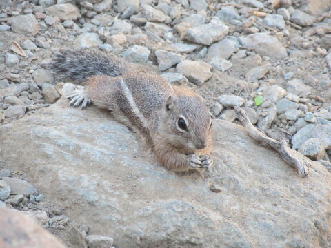 Chipmunk