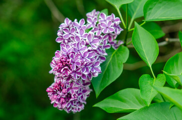 Fototapeta premium Light lush lilac flowers of common lilac with green leaves on blurred backdrop. Spring screensaver.