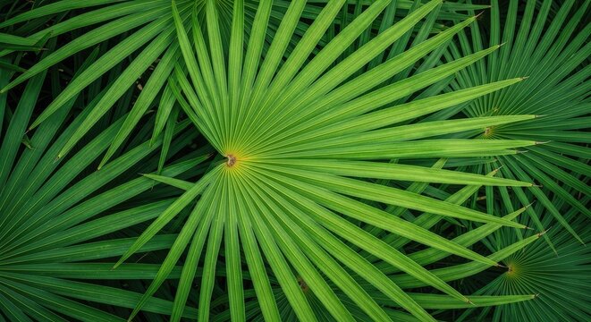 A close-up photograph showcases a dense cluster of vibrant green palm fronds against a stark black background.