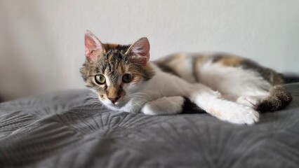 cat on a bed © Dariusz Kopestynski