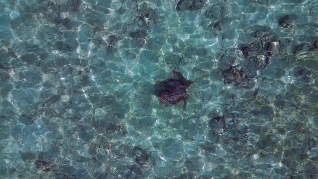 Wild sea turtle swimming in clear tropical water. Magic aerial view drone