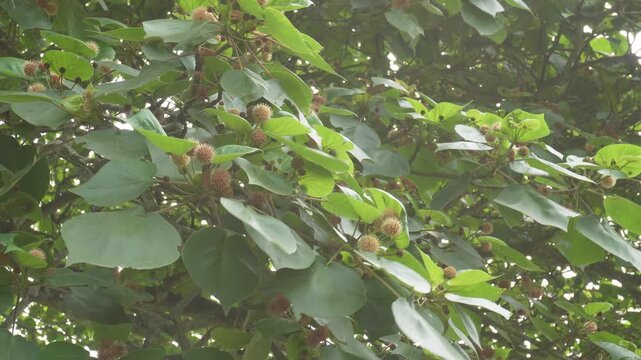 Sunlit Adina cordifolia Tree Branch with Clusters of Green Fig Like Fruits and Dense Foliage