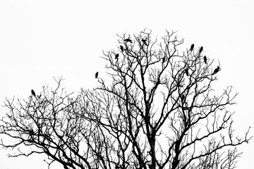Fototapeta premium Black crow on branch on tree silhouette of a tree