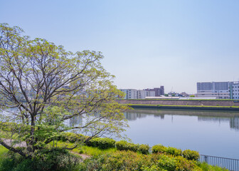 Fototapeta premium 新緑の木々と静かな川面に映る対岸の街並み