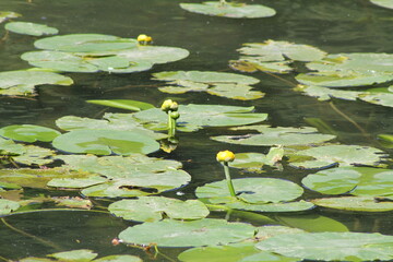 Seerose im Fluss © Mike