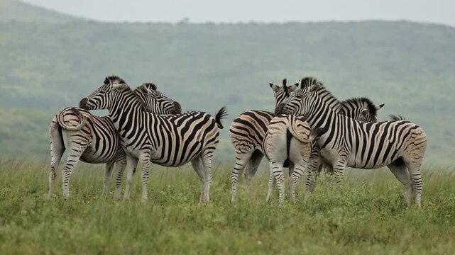 Tender moment between zebras in the African savanna as members of the herd rest their heads gently on each other&rsquo;s backs, showing social bonding and peaceful interaction in natural wildlife habitat