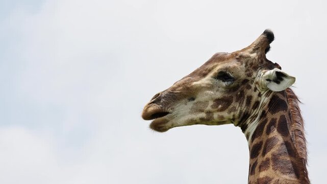 Close portrait of a giraffe in warm African sunlight, highlighting elegant facial features, patterned fur and calm expression in a natural savanna wildlife environment