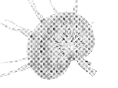 Human Lymph Node Anatomical 3D Render with Cortex Medulla and Lymphatic Vessels in Pale Pinkish Grey