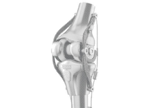 Human Knee Joint Anatomical 3D Render with Femur Tibia Meniscus and Cruciate Ligaments in Ivory