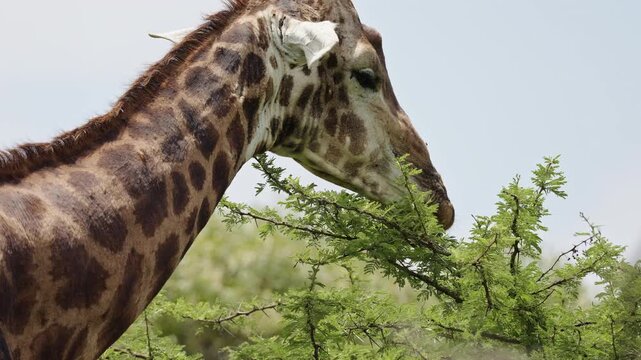 Close portrait of a giraffe in warm African sunlight, highlighting elegant facial features, patterned fur and calm expression in a natural savanna wildlife environment