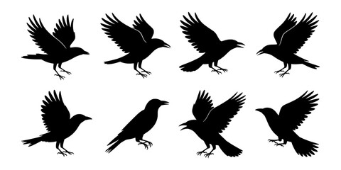 Obraz premium Bird Silhouettes Set of Flying Rooks and Crows with Wings Spread, Vector Style on White Background for Design and Icons