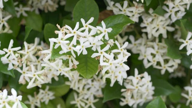 Clusters of blooming star jasmine flowers create a clean botanical background. Suitable for skincare brands, organic cosmetics and wellness product advertising.