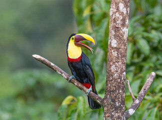 Obraz premium Yellow-throated Toucan (Black-mandibled) perched on a mossy branch in the tropical rainforests, Boca Tapada, Costa Rica