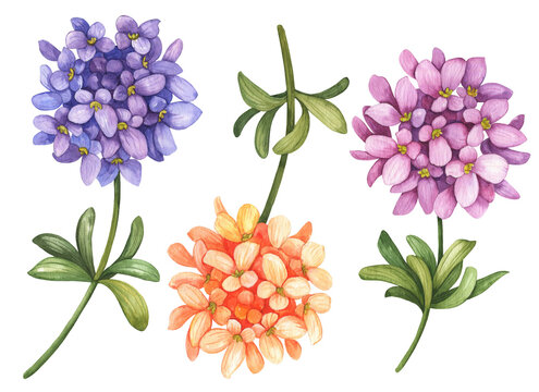 Watercolor set of iberis (Candytuft) flowers, hand drawn botanical illustration, colorful floral elements isolated on white background.