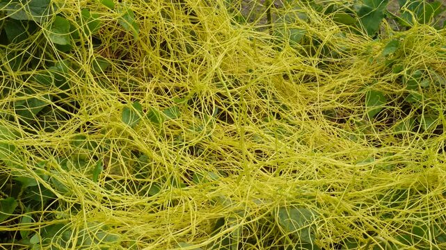 Dense Tangle of Yellow Dodder Vines on Green Plants