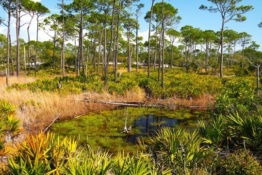 Week Stay At St Andrews State Park Florida