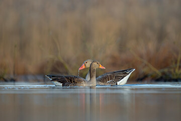 Greylag geese in calm morning water © DK Visuals Damian Kw