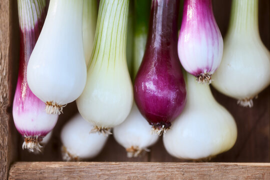 Fresh spring onions arranged in wooden crate on rustic table, white and purple bulbs visible. Organic scallions close view, natural farm harvest concept