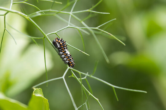 chenille sur fenouil