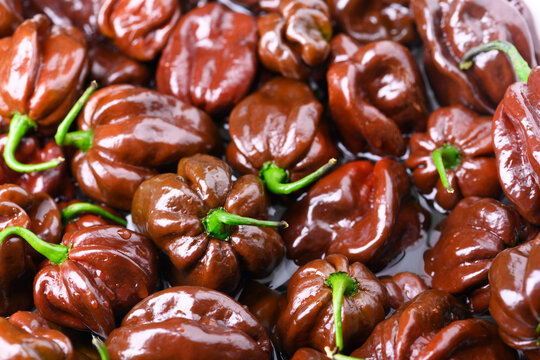 Dense arrangement of chocolate habanero peppers filling frame with natural variation. Spicy chili background, organic produce, texture