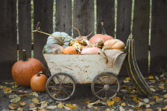 Decorative cart with pumpkins beside wooden fence in warm autumn atmosphere. Harvest arrangement with squash and Thanksgiving farmhouse styling