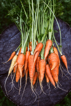 Carrot bunch with green leaves on wooden stump against grass background. Organic food and gardening theme