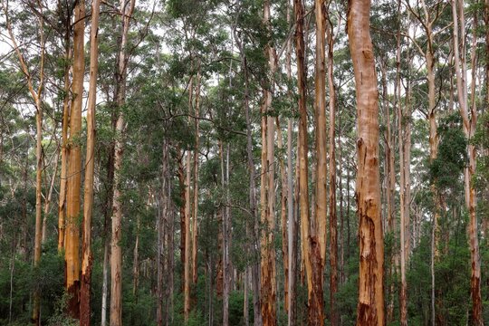 Eucalyptus Marginata" Images  Browse 381 Stock Photos, Vectors, and Video  | Adobe Stock