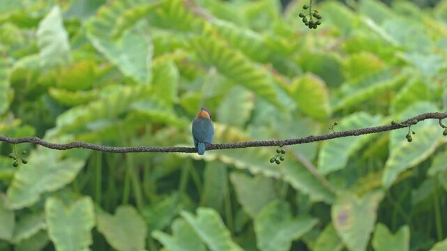 View of a stork-billed Kingfisher perched on a thin branch with berries against a backdrop of lush green foliage in Dehong Dai and Jingpo Autonomous Prefecture, Yunnan, China.