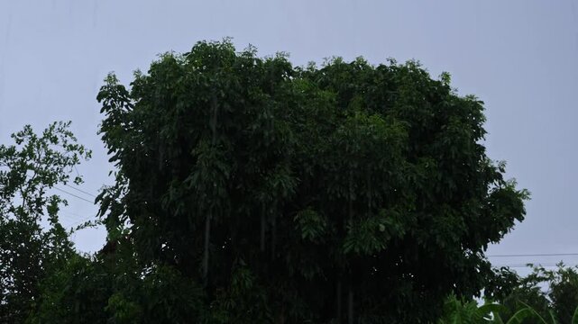 trees and sky