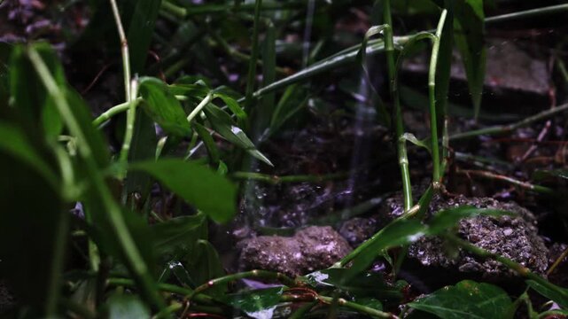 dew on the grass