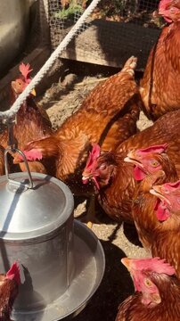 Free Range Red Chickens Gathered Around Metal Water Feeder in Outdoor Coop, Farm Video