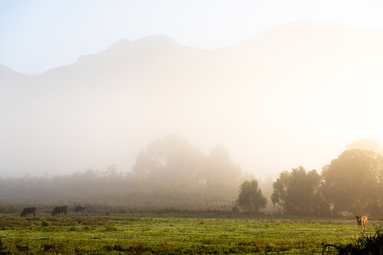 cattle grazing meadow at sunrise as
 fog hovers below mountains , Stanford, South Africa