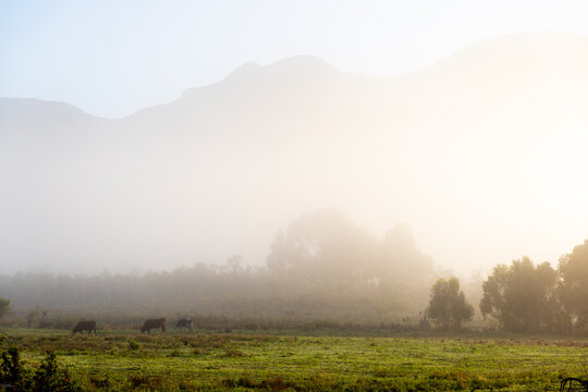 cattle grazing meadow at sunrise as
 fog hovers below mountains , Stanford, South Africa