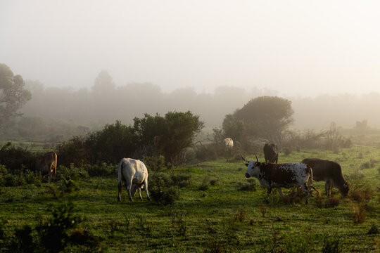 cattle grazing meadow at sunrise as
 fog hovers below mountains , Stanford, South Africa