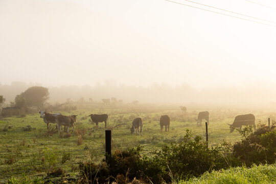 cattle grazing meadow at sunrise as
 fog hovers below mountains , Stanford, South Africa