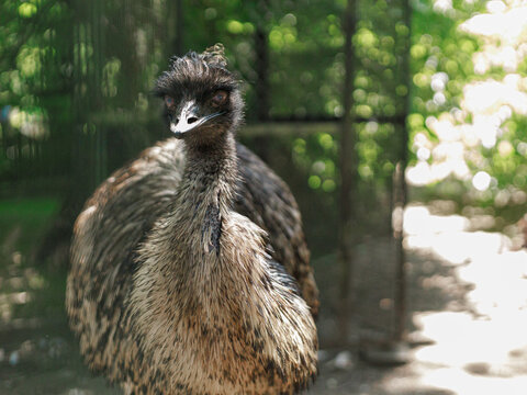 Adult emu Dromaius novaehollandiae standing in green outdoor enclosure. Concept of exotic bird breeding, wildlife observation and zoological park.