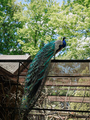 Obraz premium Adult peacock Pavo cristatus resting freely on enclosure fence in natural surroundings. Concept of freedom, human trust and harmony between wildlife and nature.