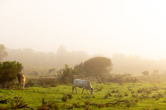 cattle grazing meadow at sunrise as
 fog hovers below mountains , Stanford, South Africa
