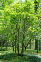 Obraz premium Lush green trees grow in the natural forest landscape of the Wuyi Mountains in Fujian China