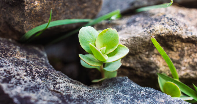 Panoramic macro photography of a small stonecrop plant and wild grass growing in a rocky mountain habitat