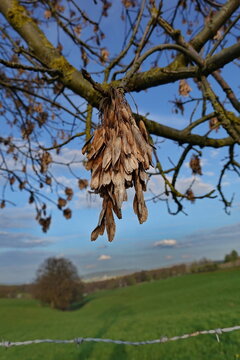 Fr&uuml;chte der Gemeinen Esche (Fraxinus excelsior)