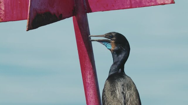 Brant's cormorant resting peacefully on a floating buoy in open coastal waters, surrounded by calm ocean waves while enjoying a quiet marine wildlife moment in its natural habitat.