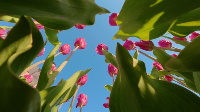 Man leaning to smell pink tulip flower in spring park static shot