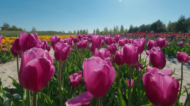 Pink tulip field in spring garden slow pull out shot