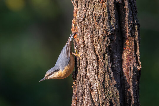 picchio muratore (Sitta europaea)