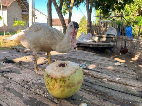 White Muscovy duck pecking at a green coconut on a wooden surface outdoors.