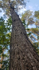 Fototapeta premium Tall tree reaching for the sky surrounded by green foliage 